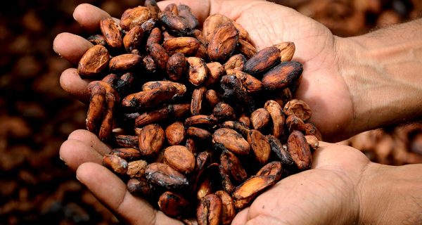 Découvrez l'avenir du cacao durable